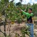Produção de laranja tangerina chama atenção de agricultores familiares em Matinhas