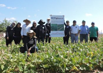 Pesquisadores estudam práticas de manejo sustentável para o feijão macassar no Semiárido paraibano