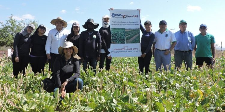 Pesquisadores estudam práticas de manejo sustentável para o feijão macassar no Semiárido paraibano