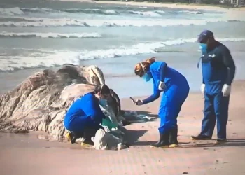 Baleia é encontrada sem vida na praia de Intermares, em Cabedelo