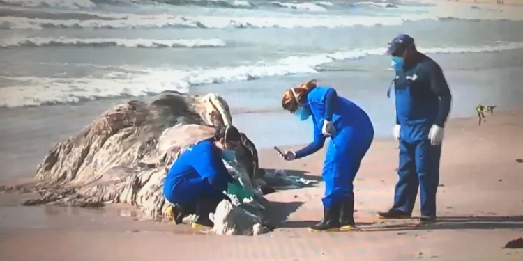 Baleia é encontrada sem vida na praia de Intermares, em Cabedelo