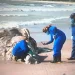 Baleia é encontrada sem vida na praia de Intermares, em Cabedelo
