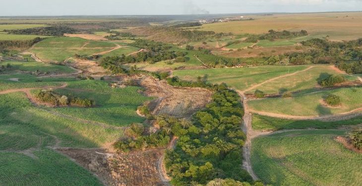 Órgãos constatam desmatamento em cinco municípios da Paraíba