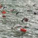 Inscrições para 3ª edição da Ultramaratona Aquática encerram na próxima quarta-feira