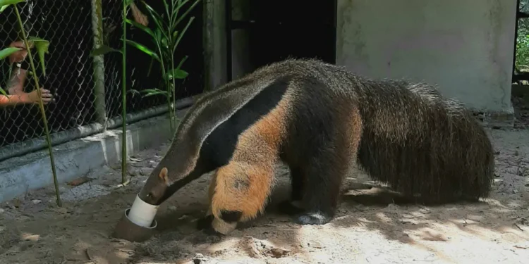 Tamanduá-bandeira é o novo morador do Parque Zoobotânico Arruda Câmara