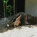 Tamanduá-bandeira é o novo morador do Parque Zoobotânico Arruda Câmara