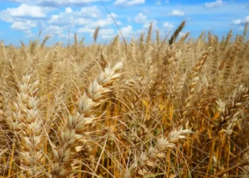 Calor prejudica lavoura de café, soja e arroz, diz especialista