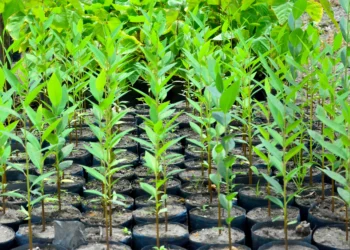 Paraíba terá rede de viveiros de mudas para arborização urbana e recuperação de áreas degradadas nos municípios