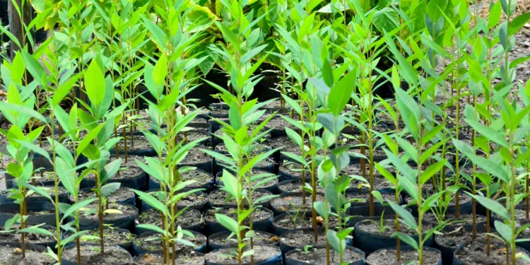 Paraíba terá rede de viveiros de mudas para arborização urbana e recuperação de áreas degradadas nos municípios