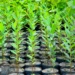 Paraíba terá rede de viveiros de mudas para arborização urbana e recuperação de áreas degradadas nos municípios