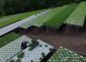 CASO HORT AGRESTE: Justiça paraibana condena trio por esquema de estelionato que fez centenas de vítimas