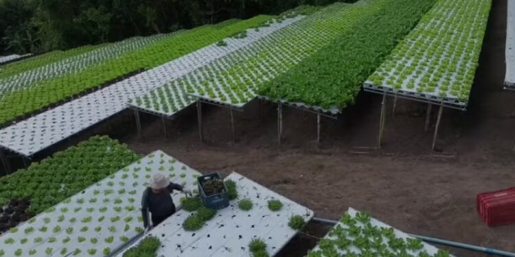 CASO HORT AGRESTE: Justiça paraibana condena trio por esquema de estelionato que fez centenas de vítimas