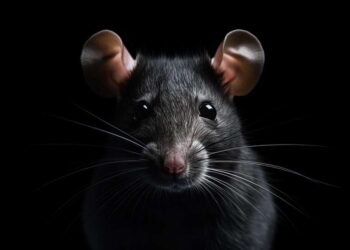 Sobre os ratos que se escondem nos esgotos dos sindicatos