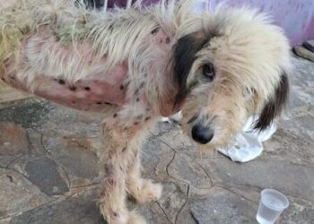 Mulher é detida por maus-tratos a cachorro na cidade de Mamanguape