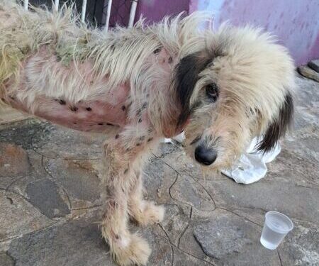 Mulher é detida por maus-tratos a cachorro na cidade de Mamanguape