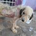 Mulher é detida por maus-tratos a cachorro na cidade de Mamanguape