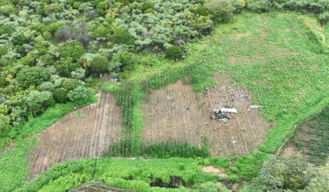 Mais de 100 mil pés de maconha são incinerados durante ação da PF na Paraíba