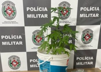 Polícia persegue e prende homem com tablete de maconha e planta de cannabis, em JP