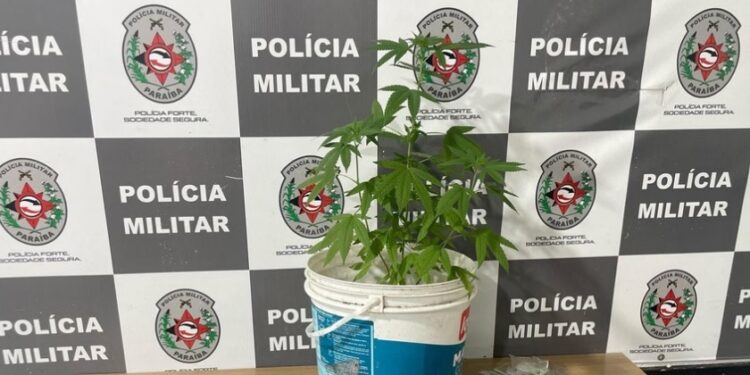 Polícia persegue e prende homem com tablete de maconha e planta de cannabis, em JP