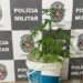 Polícia persegue e prende homem com tablete de maconha e planta de cannabis, em JP