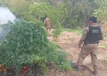 PF incinera plantio de 10 mil pés de maconha no Sertão da Paraíba