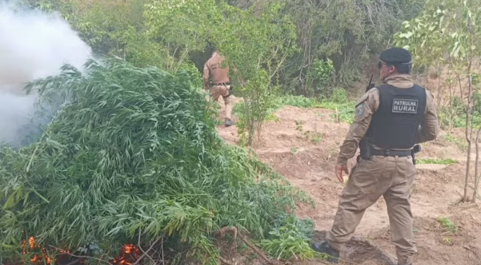 PF incinera plantio de 10 mil pés de maconha no Sertão da Paraíba