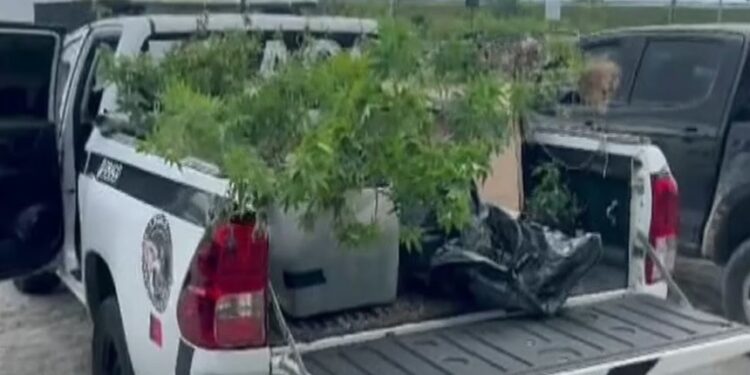 PC desativa laboratório de drogas estruturado na zona rural da cidade do Conde