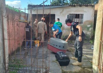 Polícia Civil prende homem acusado de manter cerca de 40 cães em situação de abandono
