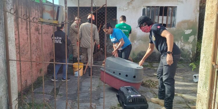 Polícia Civil prende homem acusado de manter cerca de 40 cães em situação de abandono