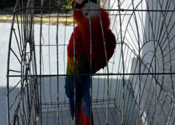 Arara vermelha roubada da Bica é recuperada na Grande JP; ave segue desaparecido