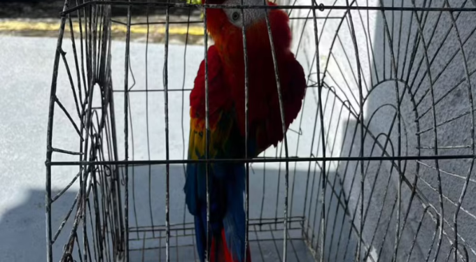 Arara vermelha roubada da Bica é recuperada na Grande JP; ave segue desaparecido