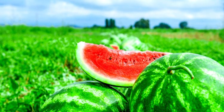 Quantas melancias estão infiltradas na campanha de Lucas?