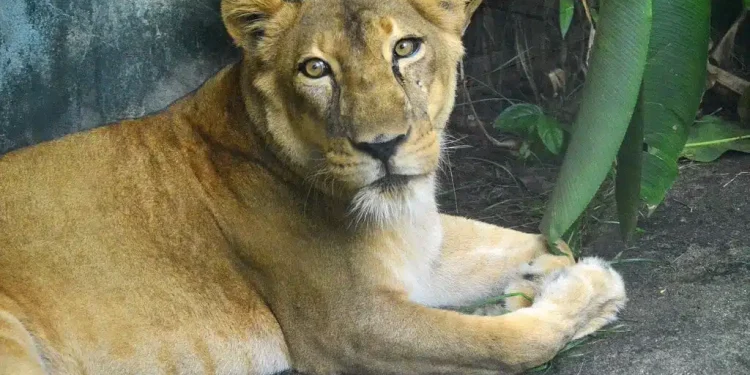 Homem invade e morre em jaula de leoa na Bica; Prefeitura fecha parque e se pronuncia