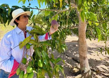 Sebrae apoia e acompanha constituição de agroindústria de polpa de frutas em Conde