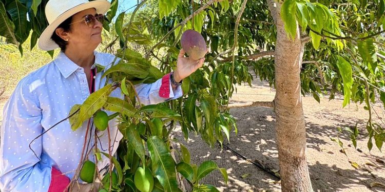 Sebrae apoia e acompanha constituição de agroindústria de polpa de frutas em Conde