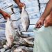Prefeitura de Bayeux realiza cadastramento para entrega do peixe da Semana Santa nesta quarta