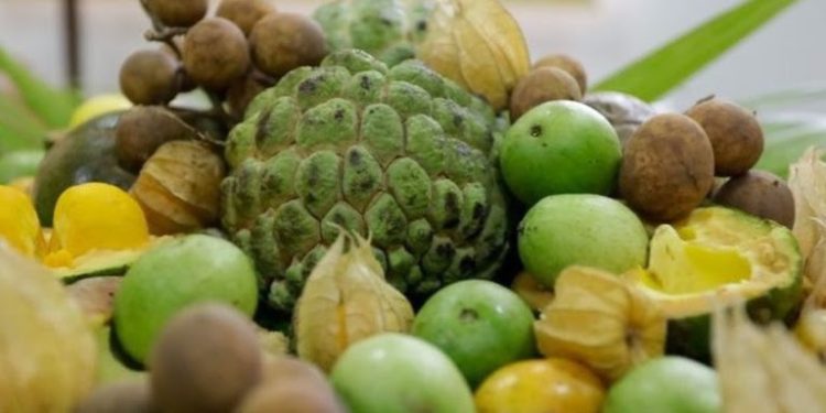 Governo do Brasil lança edital de R$ 50 milhões para fortalecer agricultores familiares